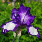 Bearded Iris ~ (1) Bulbs/Rhizomes ~ WHITE & PURPLE TALL IRIS GERMANICA