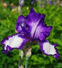 Bearded Iris ~ (1) Bulbs/Rhizomes ~ WHITE & PURPLE TALL IRIS GERMANICA