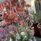 Succulent - KALANCHOE MARNIERIANA Marnier's Pink EdgeTo Rainbow -(1) 3-5” Plant