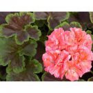 Geranium - BROCADE SALMON NIGHT- (3) unrooted Live Plant cuttings