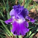 IRIS GERMANICA ~ Tall Bearded Iris ~ (2) Bulbs/Rhizomes ~ PURPLE