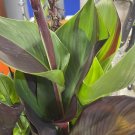 Canna Lily ~ TALL YELLOW RED CLEOPATRA MARBLED LEAVES ~ (1) Plant Bulb/rhizome