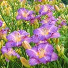 Hemerocallis ~ ENTRAPMENT - REBLOOMING DAYLILY ~ (1) LIVE SPROUTING PLANT ROOT