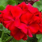GERANIUM ZONAL- PELARGONIUM HORTORIUM VELVET RED - (3) 6” Unrooted Cuttings