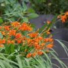 Crocosmia Montbretia ORANGE Sword Lily (10) Plant Bulbs -fragrant Nectar