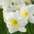 Narcissus Ice Follies Daffodil (6) 10/11 Cm Bulbs FRAGRANT White & Yellow
