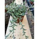 Succulent ~ Senecio Peregunis STRING OF DOLPHINS (2) 4" ROOTED LIVE PLANTS