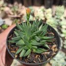 Succulent - Bergeranthus multiceps -rare exotic ice (1) Live Plant