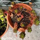 SUCCULENT ~ Calandrinia Spectabilis ~ ROCK PURSLANE ~(5) 6" Cuttings Propagation