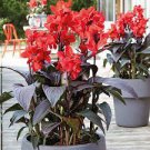 Canna Lily ~ BRONZE SCARLET ~ (2) Bulbs/Rhizomes ~Bronze Leaf- Red Summer Blooms