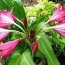 Crinium POWELLII -Pink Swamp Lily Cape Lily like Amaryllis (1)3" wide Plant Bulb