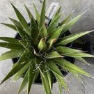 Succulent ~ Agave Filifera ~ WHITE THREAD ~ (1) 3” Wide RARE Plant