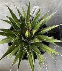 Succulent ~ Agave Filifera ~ WHITE THREAD ~ (1) 3&acirc;�� Wide RARE Plant