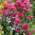 China aster Chrysanthemum- Purple Mum Aster ~ (1) 4-8" Live Rooted Plant
