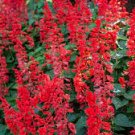 Salvia - Scarlet Red Baby Sage - (1)4-6" Live Starter Herb Plant ~ Fragrant