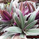 Tradescantia Spathacea -OYSTER PLANT MOSES IN THE CRADLE (1)6” Live Plant -Gift