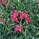 Anigozanthos - Kangaroo Paw - PINK MAJESTIC BEAUTY - (1) Live Plant