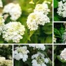Hydrangea ~ White (3) 6" Plant Cuttings Shrub Flowers Blooming Pics 12/1