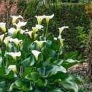 Zantedeschia Aethiopica~WHITE CALLA LILY~(10) Small Flower Plant Bulbs Bulbettes