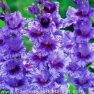 Gladiolus ~ PASSOS ~(5) Flower Bulbs ~Lavender edges Plum Purple centers in July