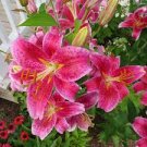 Oriental Stargazer Lily -(2) Bulbs- Summer Blooms