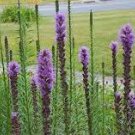 Liatris Spicata ~ Blazing Star ~ (6) Flower Plant BULBS ~ NOT SEEDS