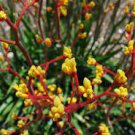 Anigozanthos - Kangaroo Paw -AMBER VELVET GOLDEN YELLOW ORANGE - (1) Live Plant