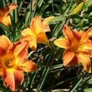Hemerocallis-CRANBERRY BABY LILY DAYLILY~(1)LIVE PLANT FANS ROOTS-ruffled Red