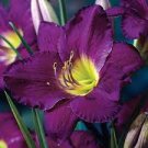 Hemerocallis - Purple de Oro Daylily - Fragrant Purple & Yellow Rebloomer