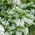 Lamium maculatum - WHITE NANCY Dead Nettle - (1) 4” Live PLAN