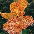 Canna Lily ~ DWARF PICASSO YELLOW WITH RED LEOPARD SPOTS~(1) Plant Bulb/Rhizome