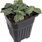 Houseplant ~ Fittonia -SUPERBA WHITE Veined Nerve Plant -(1)4” Live Rooted Plant