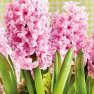 Hyacinth ~ PINK SURPRISE & DELFT BLUE MIX (4) Bulbs ~ Hardy Fragrant Spring