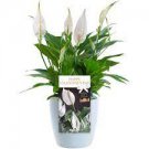 Valentines Gift Houseplant ~Spathyphyllium ~(1) Plant Bulb ~ Peace Lily