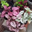 Houseplant - Hypoestes Phyllostachya - Polka Dot MIX - (3) 2” Live Plants -Gift!