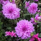 Dahlia ~ DINNERPLATE LILAC TIME ~ (1) TUBER/BULB ~PURPLE LAVENDER SUMMER BLOOMS