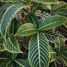Sanchezia Speciosa SHRUBBY YELLOW VEIN Zebra (1) 16” Live Tropical Flower Plant