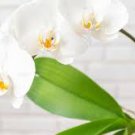 Valentines Gift Houseplant ~Spathyphyllium ~(1) Plant Bulb ~ Peace Lily