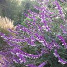 Salvia Leucamilia ~ Sage Plant, Mexican Sage, Purple Sage ~ (1) Live Plant