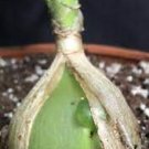 Albuca Ornithogalum Pregnant Onion ~(1)3”W X 12”L Rooted Medicinal House Plant