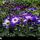Pericallis Hybrida -MAGIC SALMON- Florist's cineraria (1) 8” Live Plant - New