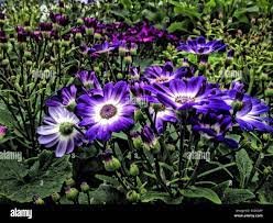 Pericallis Hybrida -MAGIC SALMON- Florist's cineraria (1) 8&acirc;�� Live Plant - New