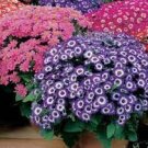 Pericallis Hybrida -BLUE BICOLOR- Florist's cineraria (1) 8” Live Plant - New