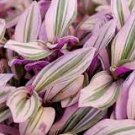 Houseplant ~Tradescantia Nanouk BUBBLEGUM Pink Wandering Jew (1)4" Live ROOTED