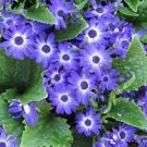 Pericallis Hybrida -PURPLE MAGENTA BICOLOR-Florist's cineraria (1) 8” Live Plant