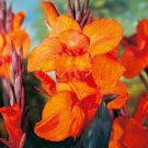 Canna Lily ~ WYOMING ~Tall Bright Orange & Burgundy Leaves (1)Plant Bulb/Rhizome