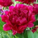 Peony ~ FELIX CROUSSE ~ (1) Root Bulb ~ Spring Red since 1881