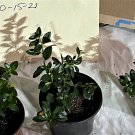 Houseplant ~ Columnea Nematanthus ~ Goldfish ~ (1) 6" Live Plant