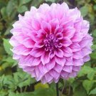 Dahlia ~ DINNERPLATE LAVENDER PERFECTION ~ (2) TUBER/BULB ~ PURPLE SUMMER BLOOMS