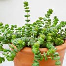 Succulent ~ CRASSULA MARIERIANA ~BABY JADE NECKLACE~(2) LIVE PLANTS ~ WORM PLANT